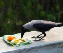 Pitru Paksha img